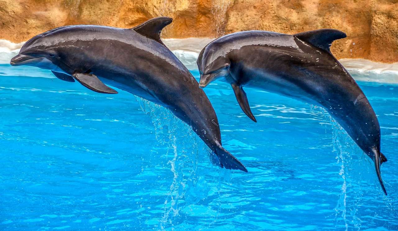 pokaz delfinów puzzle online