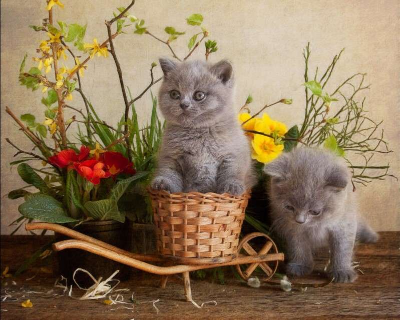 Dwa kotki wiosennie puzzle online