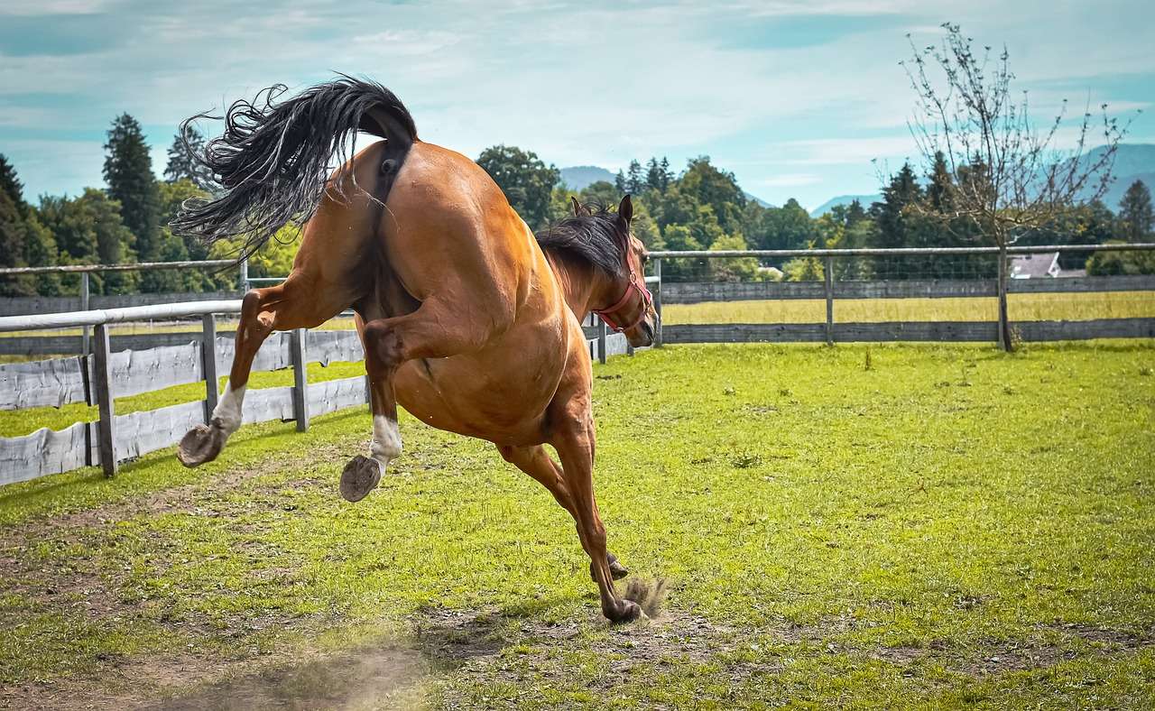 Koń bawiący się na łące puzzle online