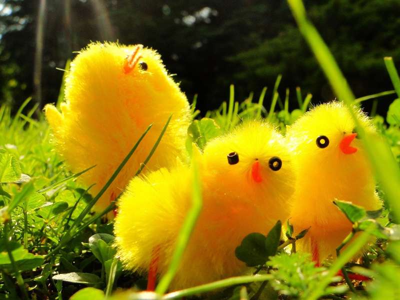 Wiosenne, Wielkanocne żółciutkie pisklaczki puzzle online