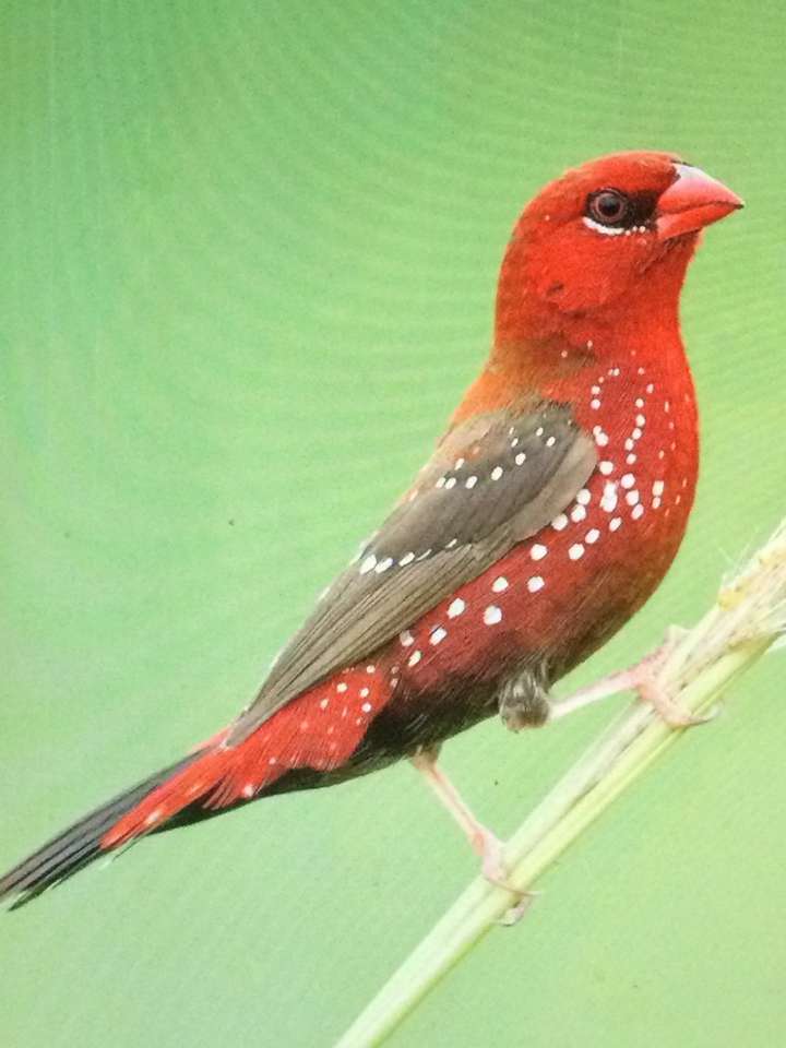 Czerwone ptaki na gałęzi puzzle online
