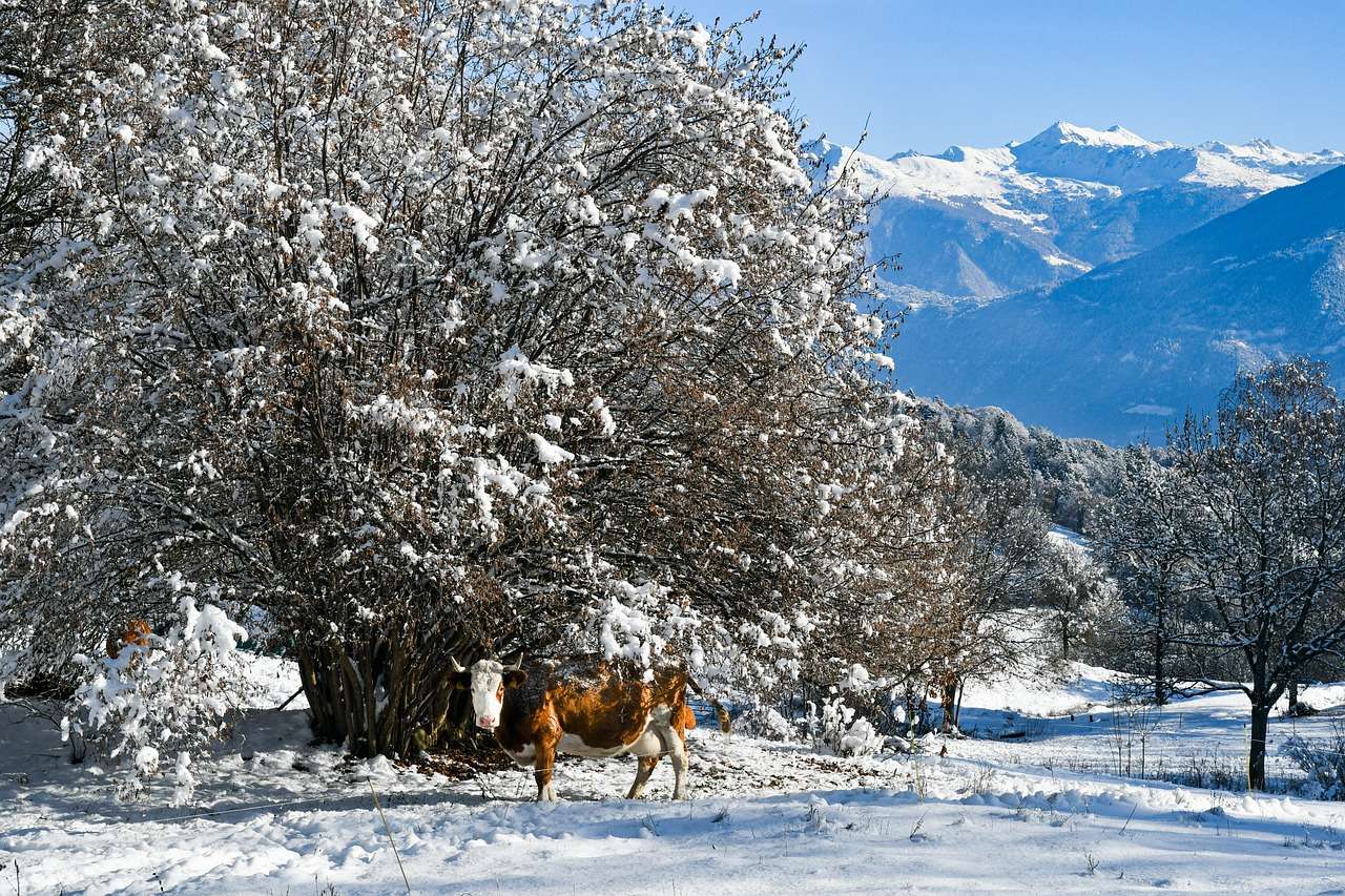 Zimowy krajobraz bydła puzzle online