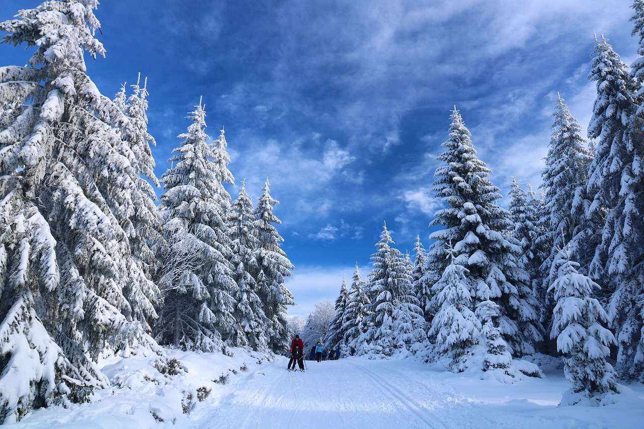 Narciarstwo Śnieżne Drzewa puzzle online
