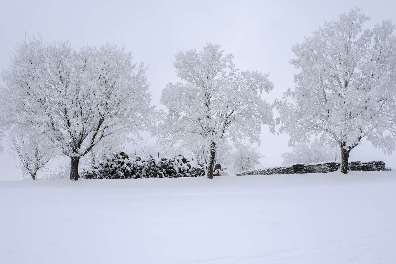 drzewa pokryte śniegiem puzzle online