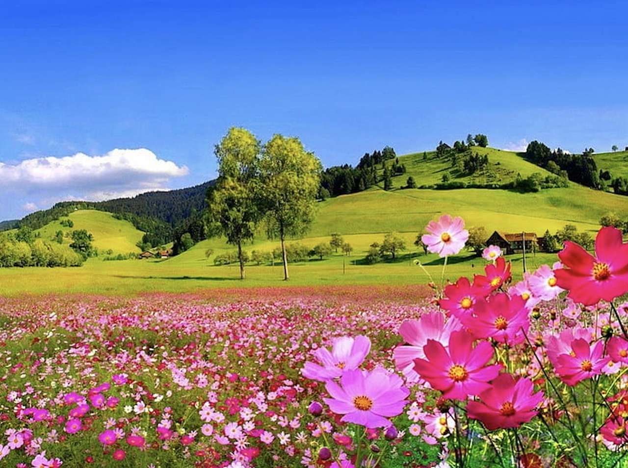 Piękne kwiaty polne puzzle online