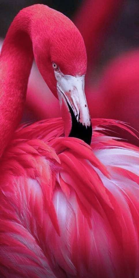Różowe flamingi puzzle online