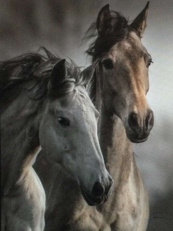Dwa konie jeden szary brązowy puzzle online