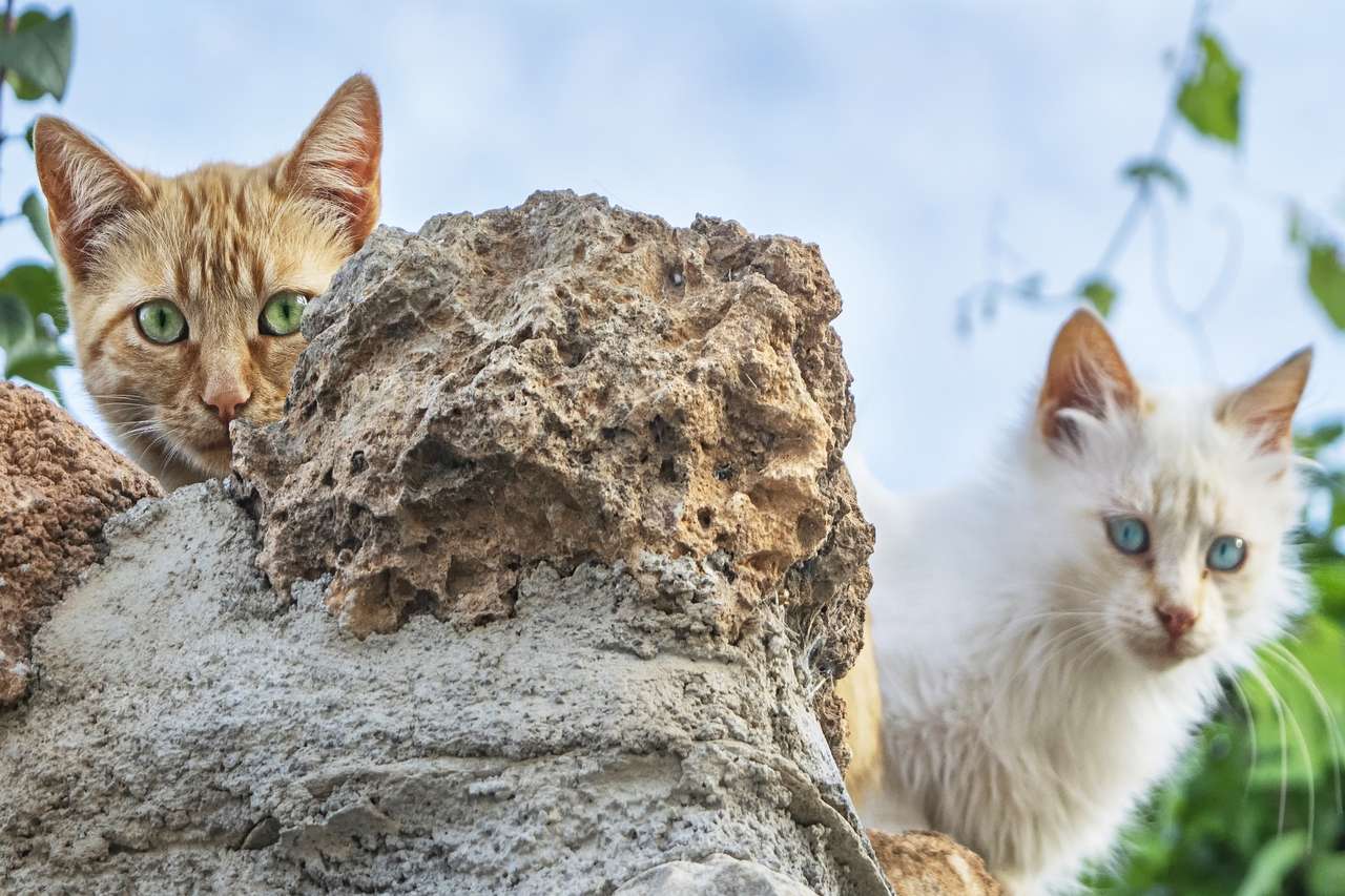 Koty za skałą puzzle online