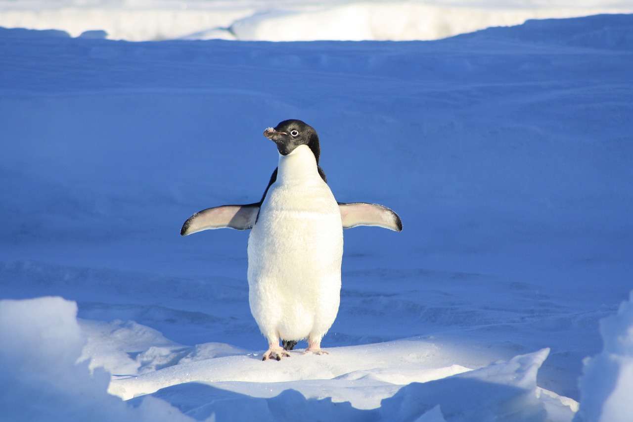 Pingwin Zwierzę Wodne puzzle online