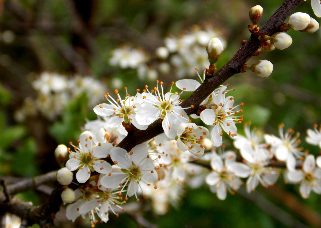 Wiosna w ogrodzie i na drzewach puzzle online