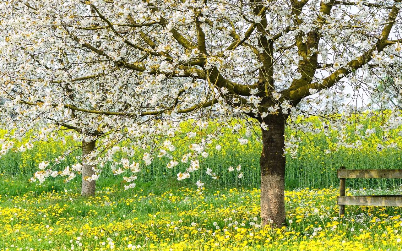 drzewo wiosną puzzle online