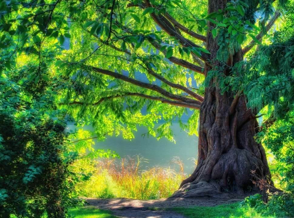 Piękne stare drzewo, zachwycający widok natury puzzle online