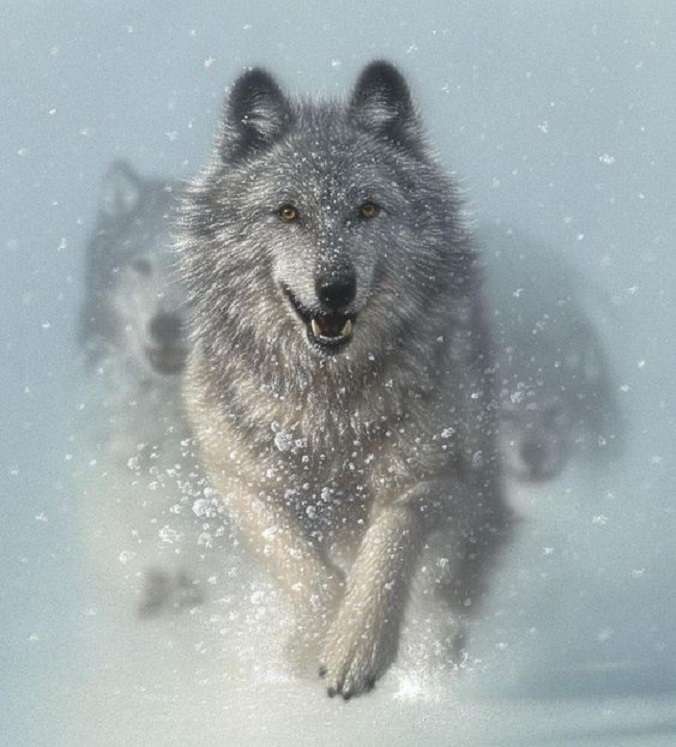 wilki śnieżne puzzle online