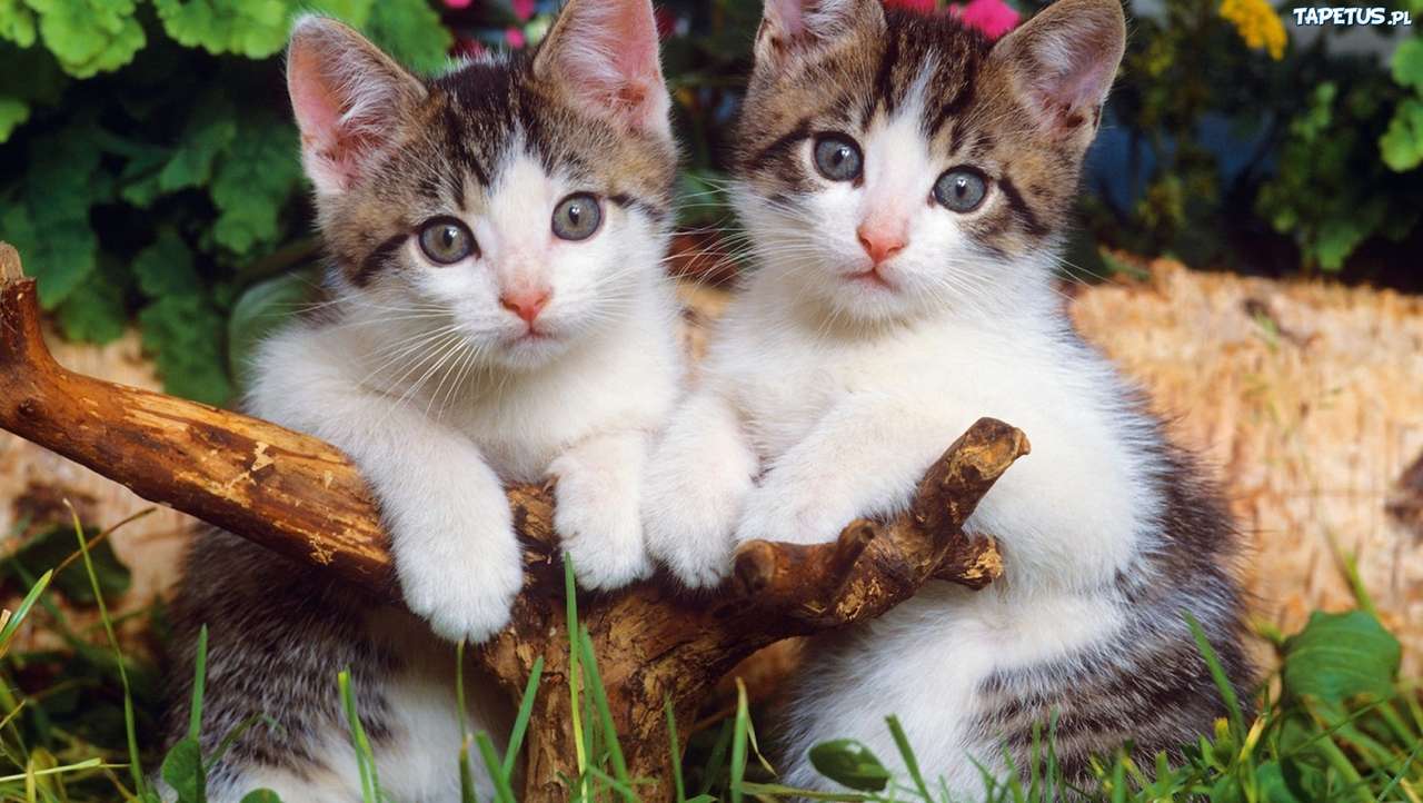 dwa małe kotki puzzle online