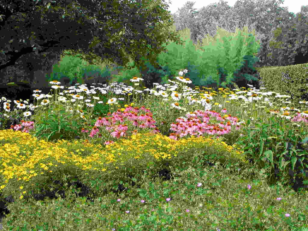 Łąka pełna kwiatów natury, uroczy widok puzzle online