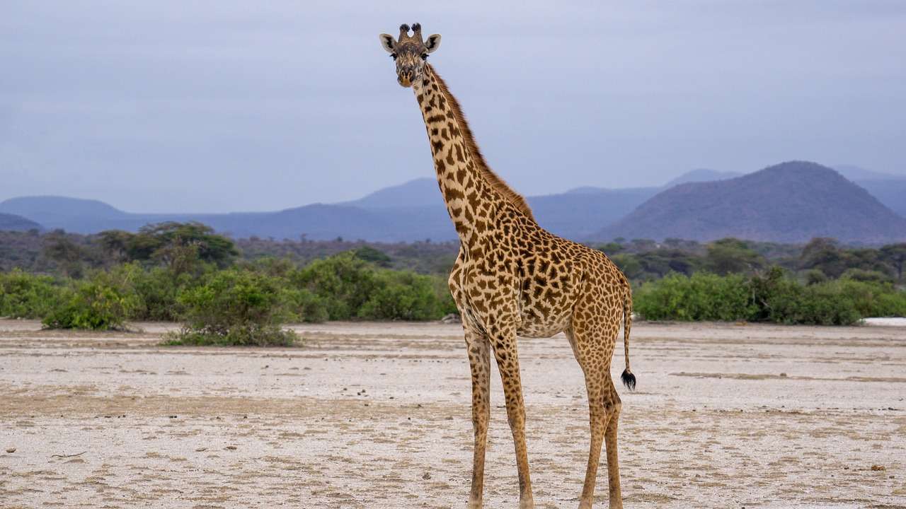 Żyrafa Tanzania puzzle online