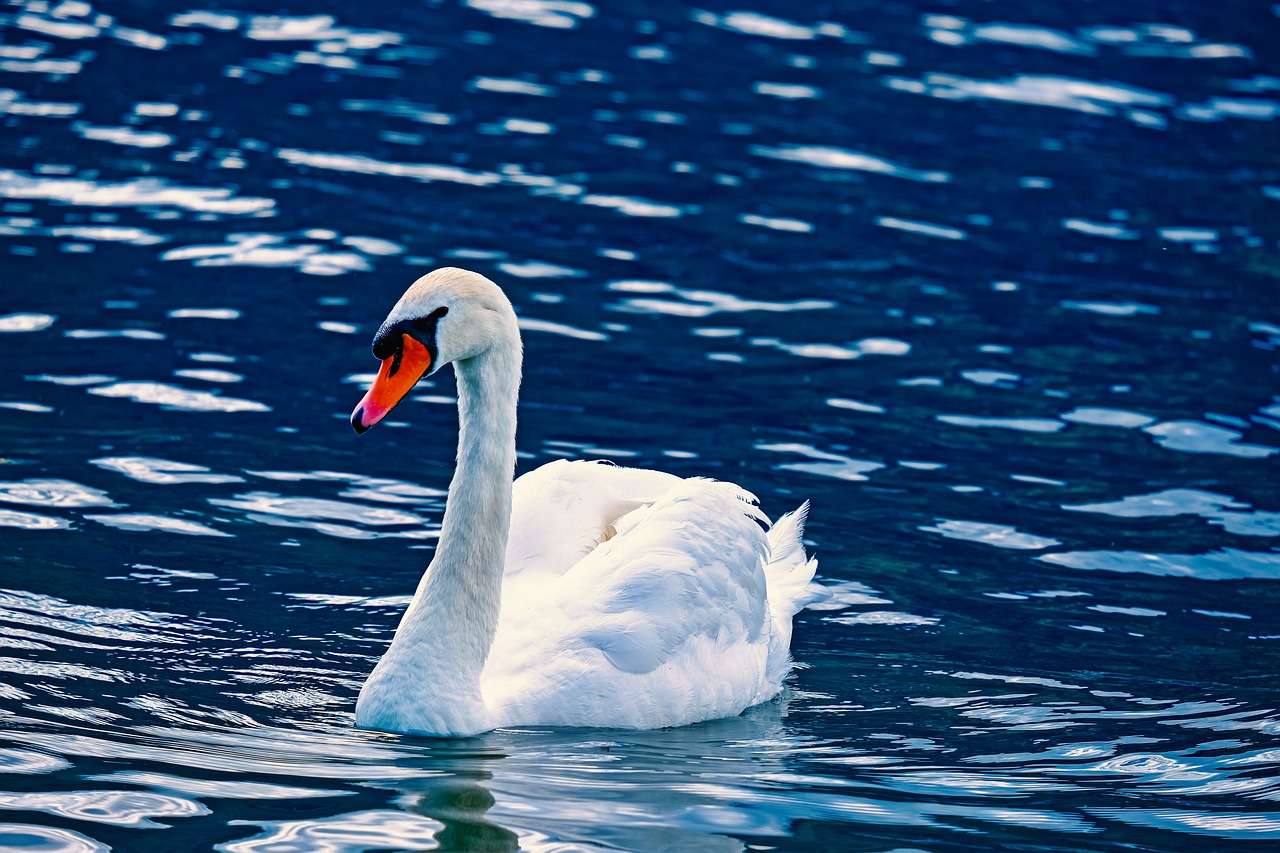Łabędź Zwierząt Ptak Wodny Biały Dumny Schwimmvogel puzzle online
