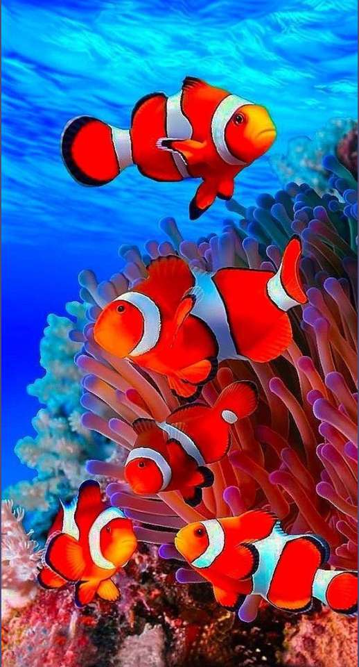 Ryba - Nemo puzzle online