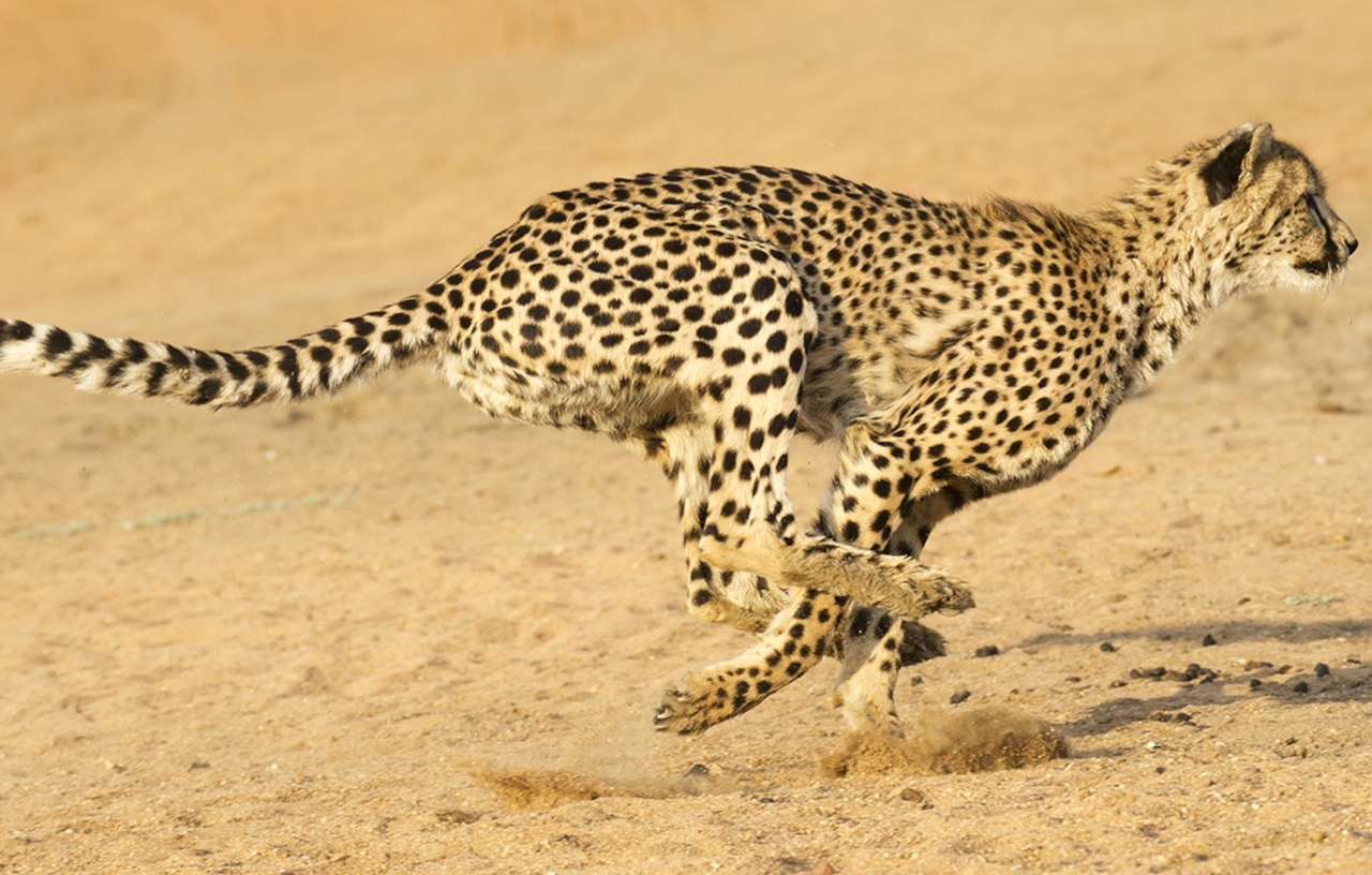 Biegający Gepard puzzle online
