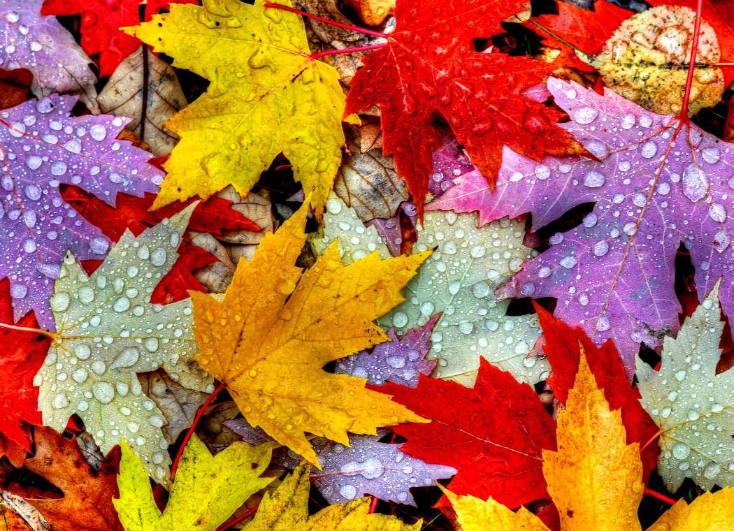 Krople deszczu na jesiennych kolorowych liściach puzzle online