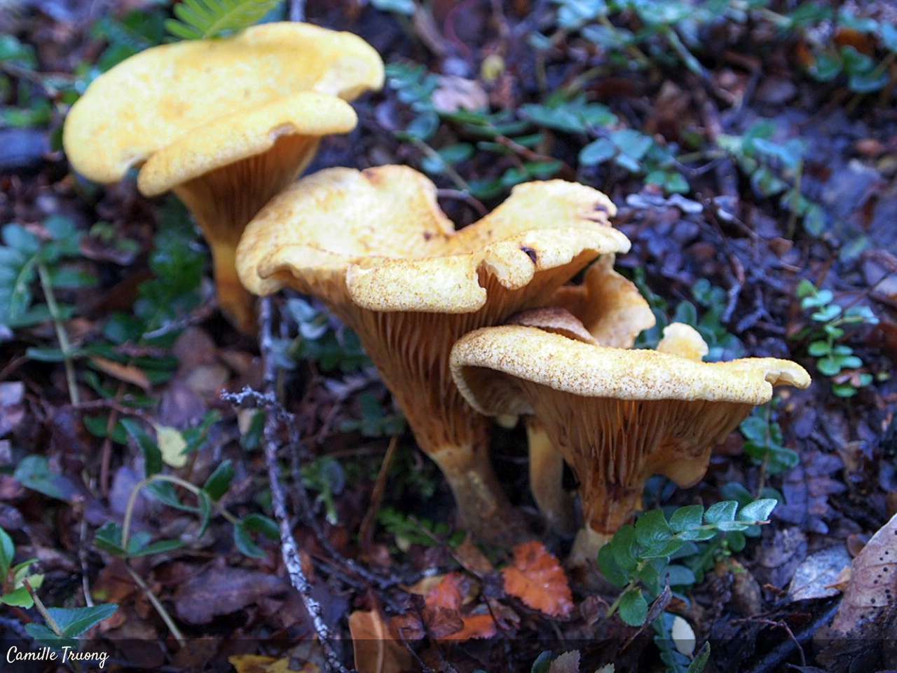 Grzyb Austropaxillus statuum puzzle online