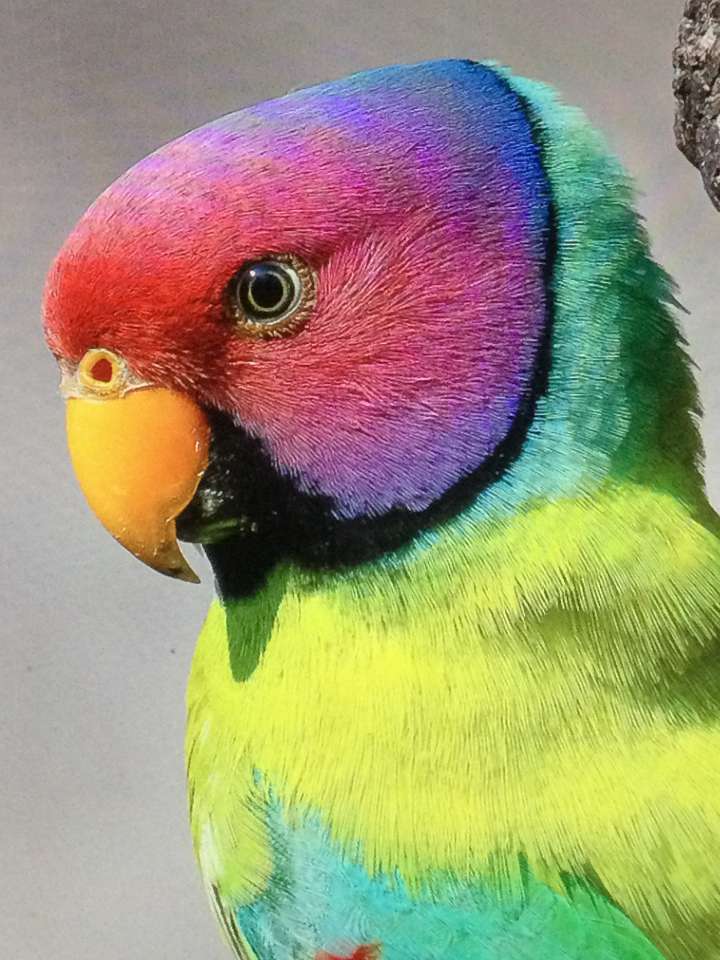 Papuga z śliwkową głową puzzle online