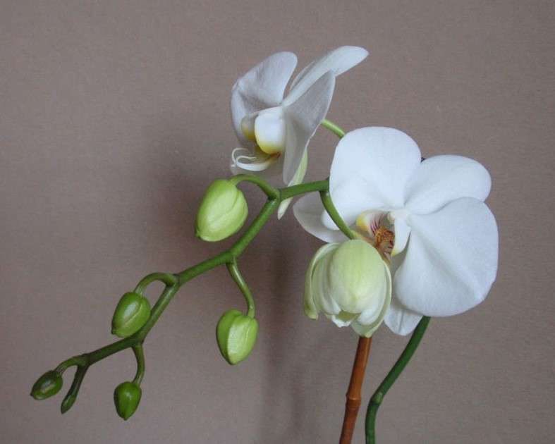 Kwiat białego storczyka puzzle online