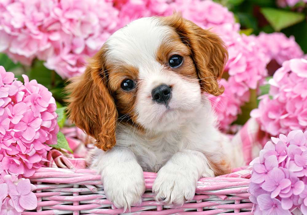 Słodki szczeniaczek wśród różowych hortensji puzzle online