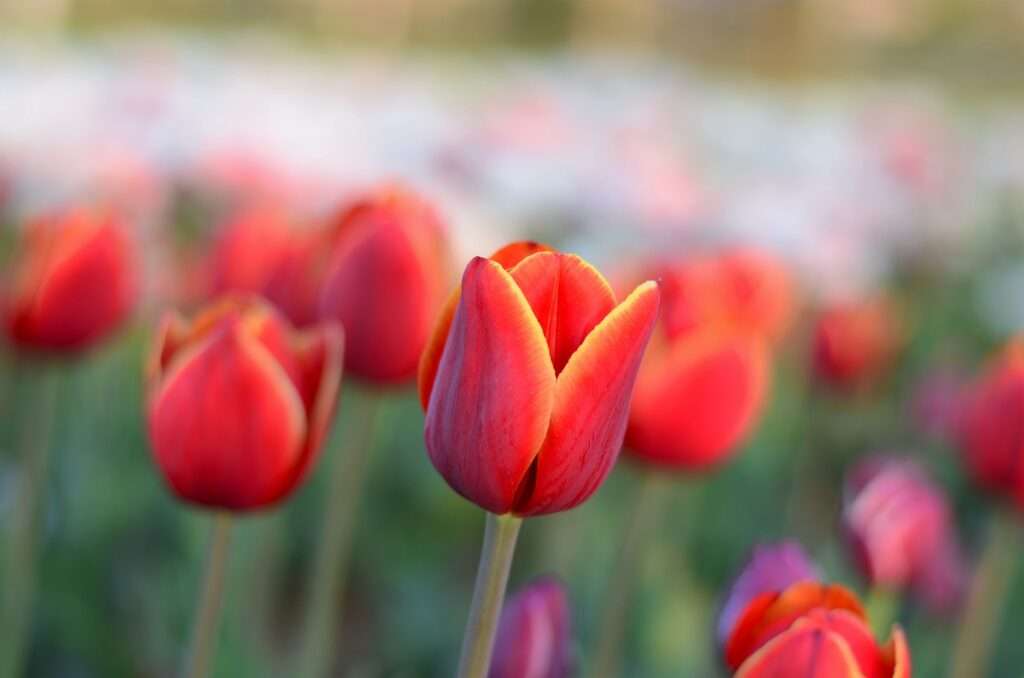 Kwiaty tulipanów puzzle online