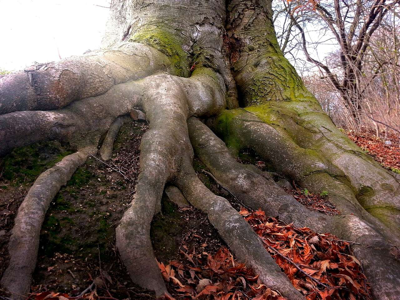 Niesamowity korzeń drzewa puzzle online