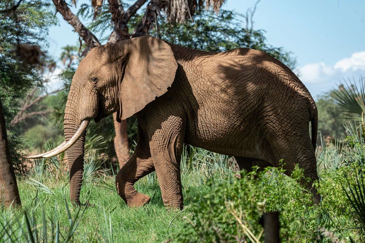 Dzika przyroda słonia puzzle online