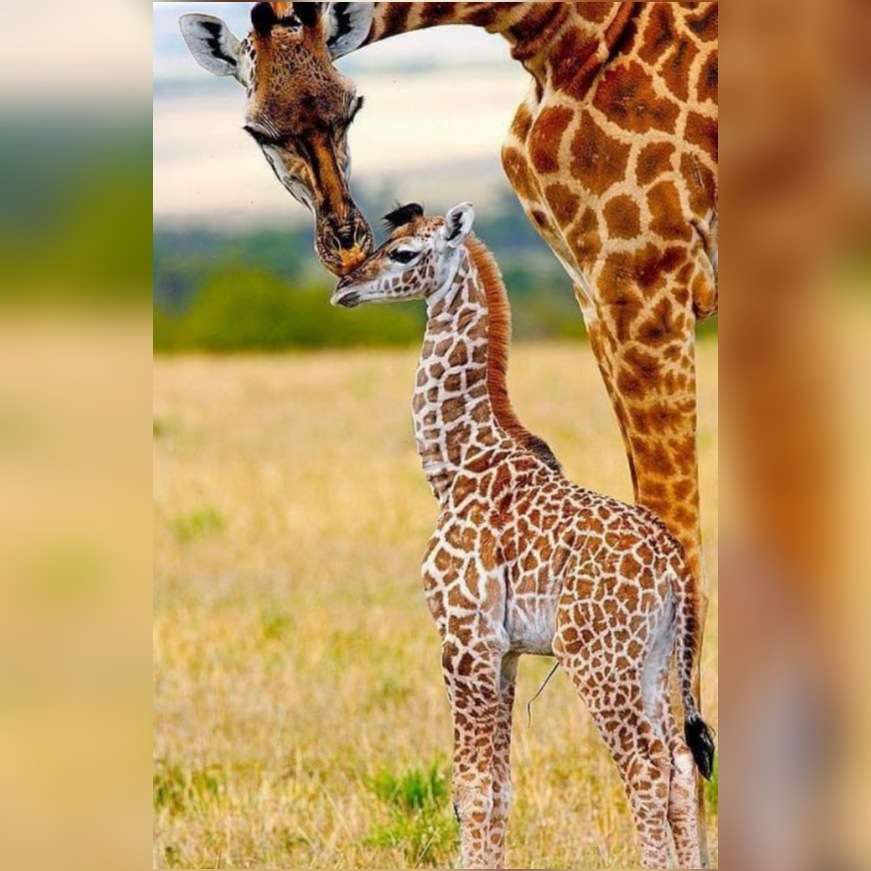 żyrafa mama puzzle online
