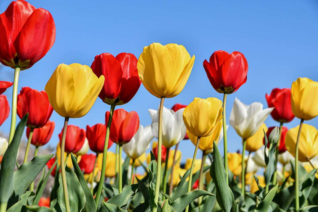 Tulipany Kwiaty puzzle online