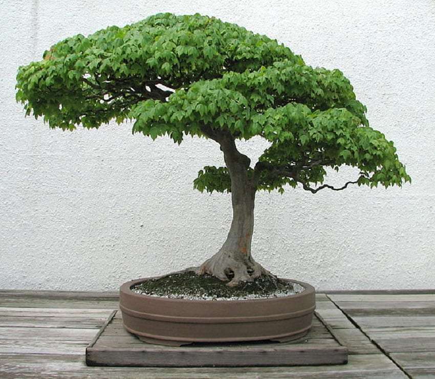 Bonsai- drzewko -klon trójząb puzzle online