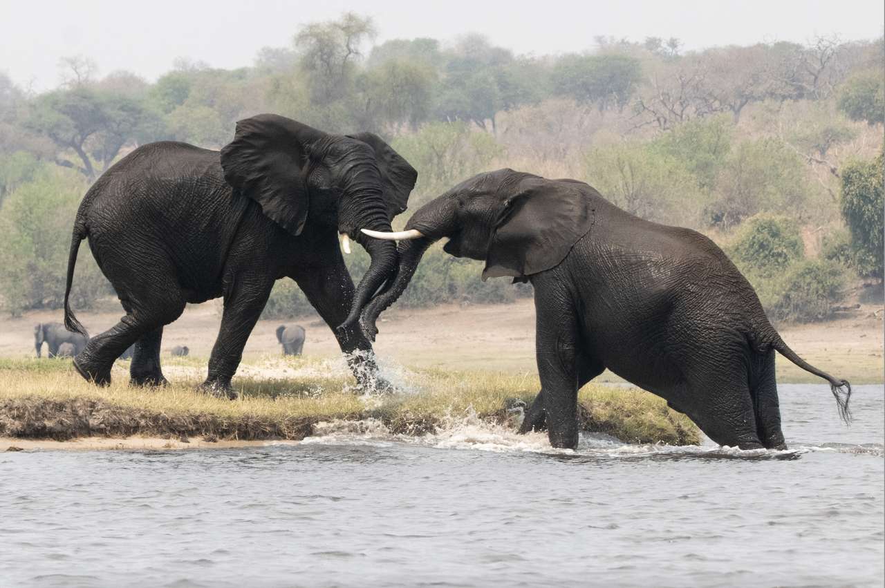 Walczące słonie puzzle online