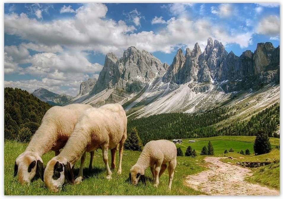 Owce pasace się w górach puzzle online