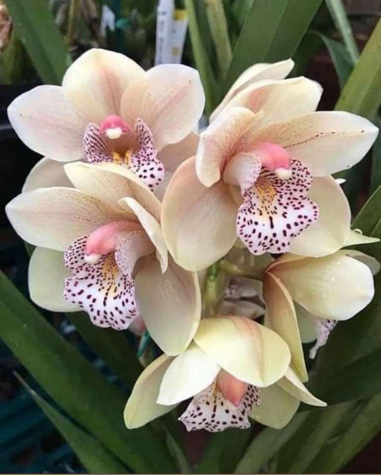 kremowa orchidea puzzle online