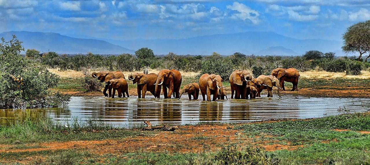 Safari na słoniach Republika Południowej Afryki puzzle online
