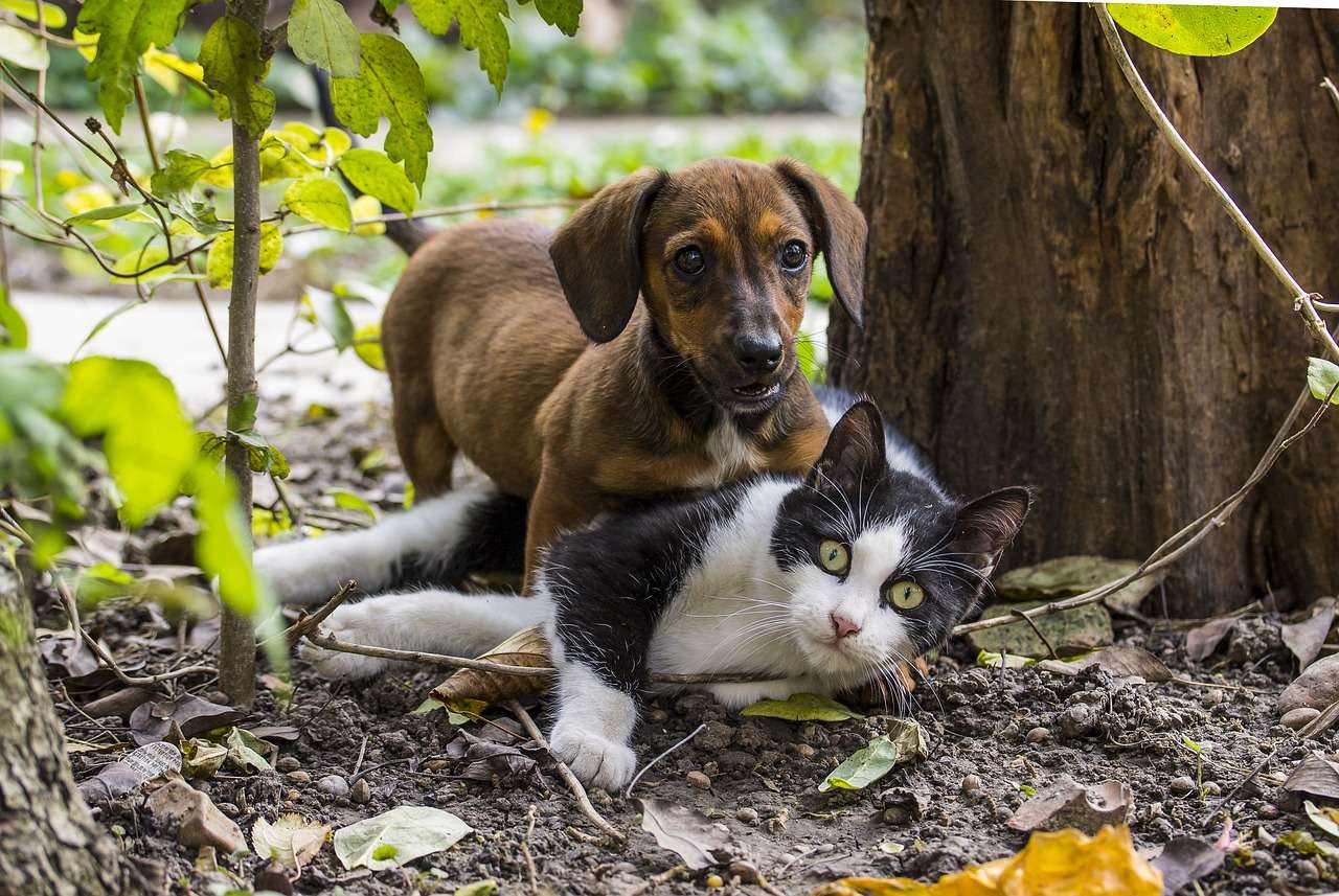 Przyjaźń psa i kota puzzle online