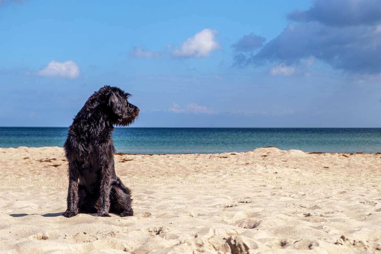 Wybrzeże plaży dla psów puzzle online