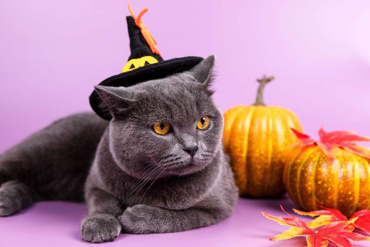Halloweenowy Czarny Kot puzzle online