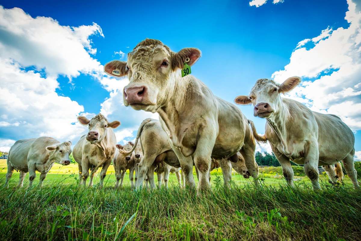 Szwajcarskie krowy na zielonej łące puzzle online