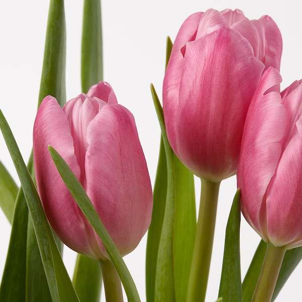 Czerwone tulipany puzzle online