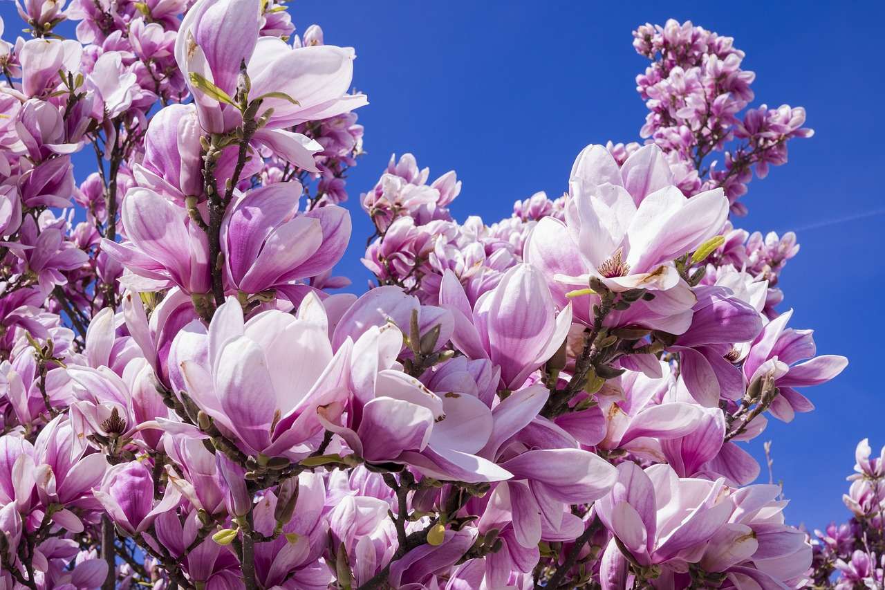 Kwitnące magnolie puzzle online