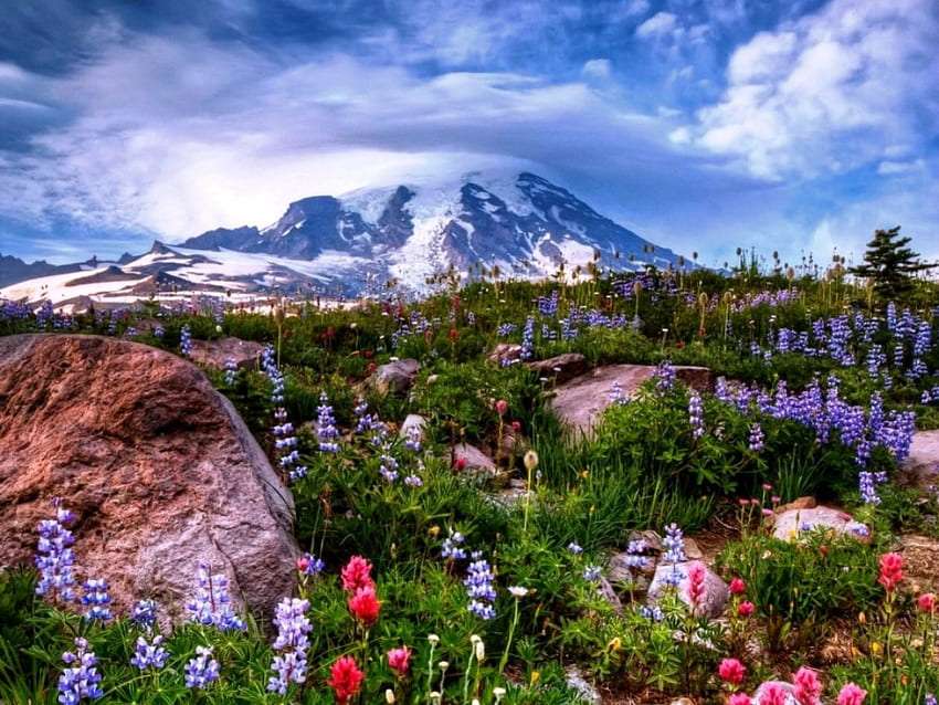 Górskie skalno-polne wiosenne kwiaty puzzle online