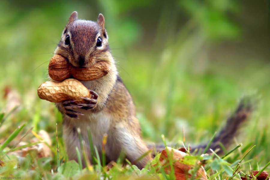 Chipmunks -mała pręgowana wiewiórka z Ameryki puzzle online