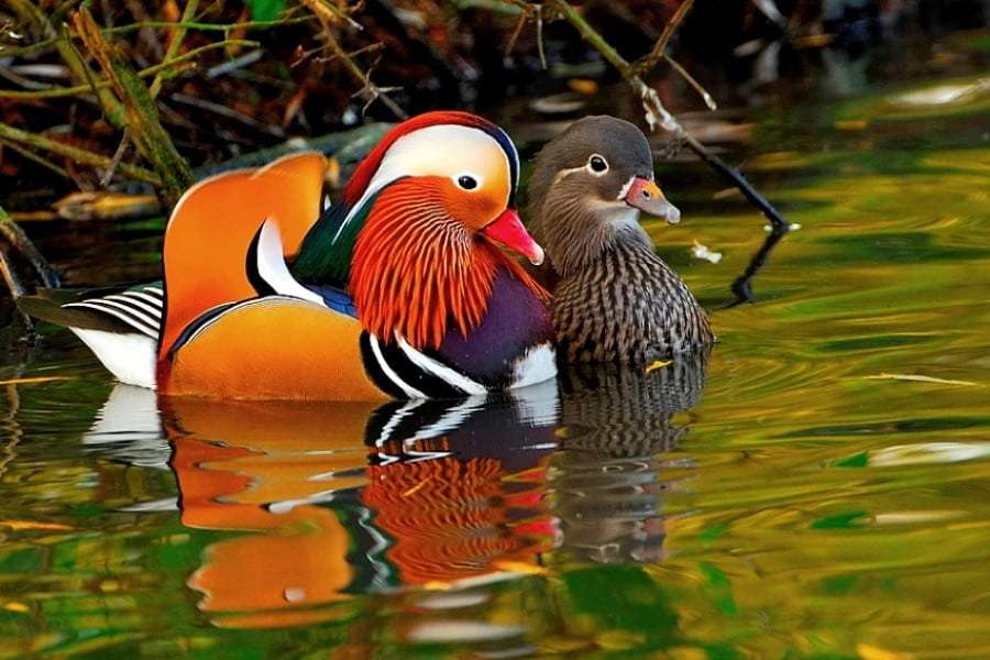 Mandarin Duck -Najpiękniejsza kaczka w świecie puzzle online