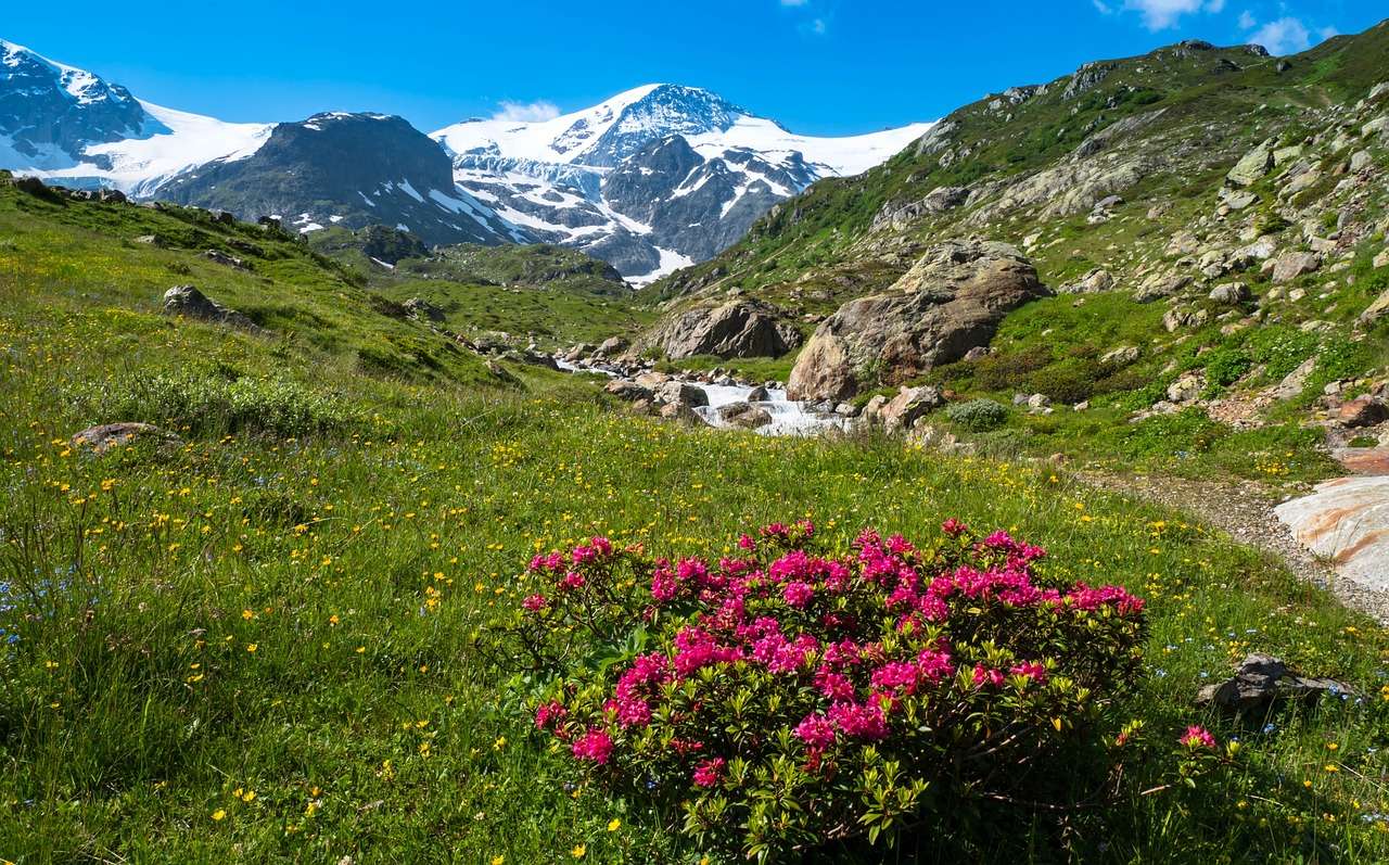 Alpejskie kwiaty Almrose puzzle online
