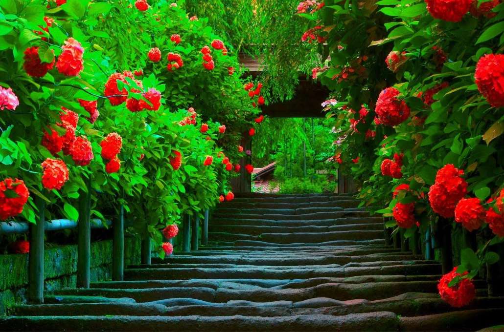 Alejka miłości, piękne czerwone kwiaty puzzle online