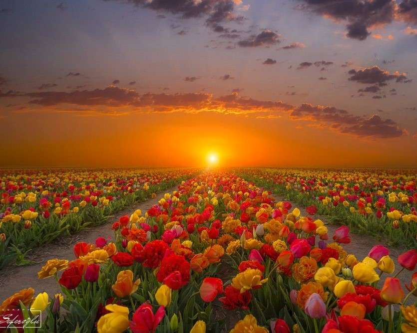 Tulipany na tle zachodu słońca puzzle online
